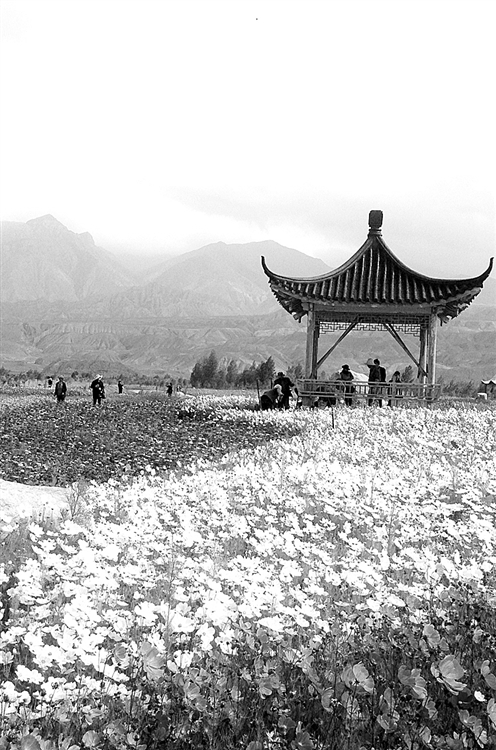 中秋小長假期間,青海省貴德黃河清濕地公園迎來旅游高峰。石晶 攝
